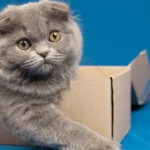 Por que os gatos adoram ficar em caixas de papelão?