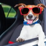 6 raças de cachorro perfeitas para quem ama viajar