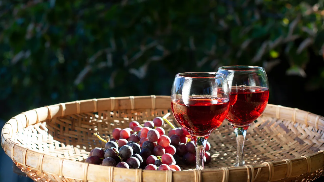 5 dicas incríveis para se iniciar no mundo dos vinhos