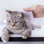 5 coisas que os humanos fazem e os gatos odeiam