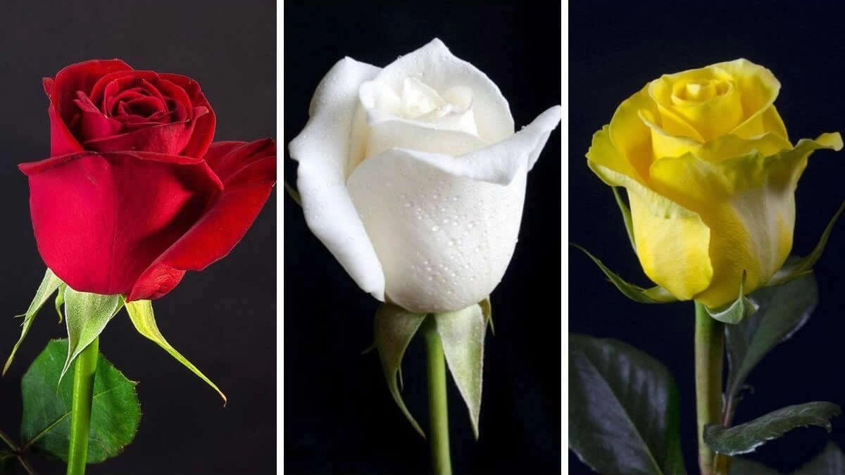 Teste de personalidade: escolha a rosa mais bonita e descubra algo sobre você