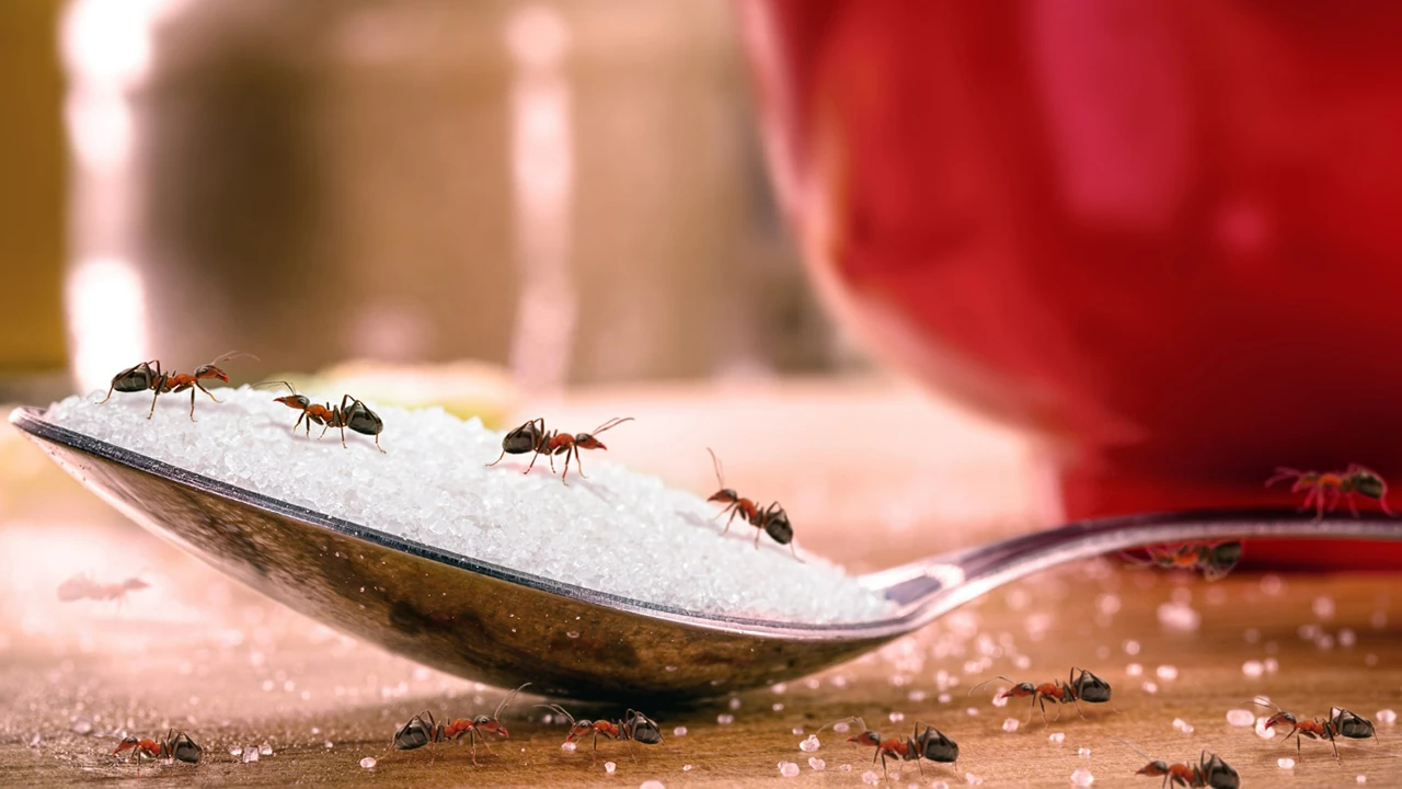 4 métodos naturais eficazes de manter as formigas bem longe da sua cozinha