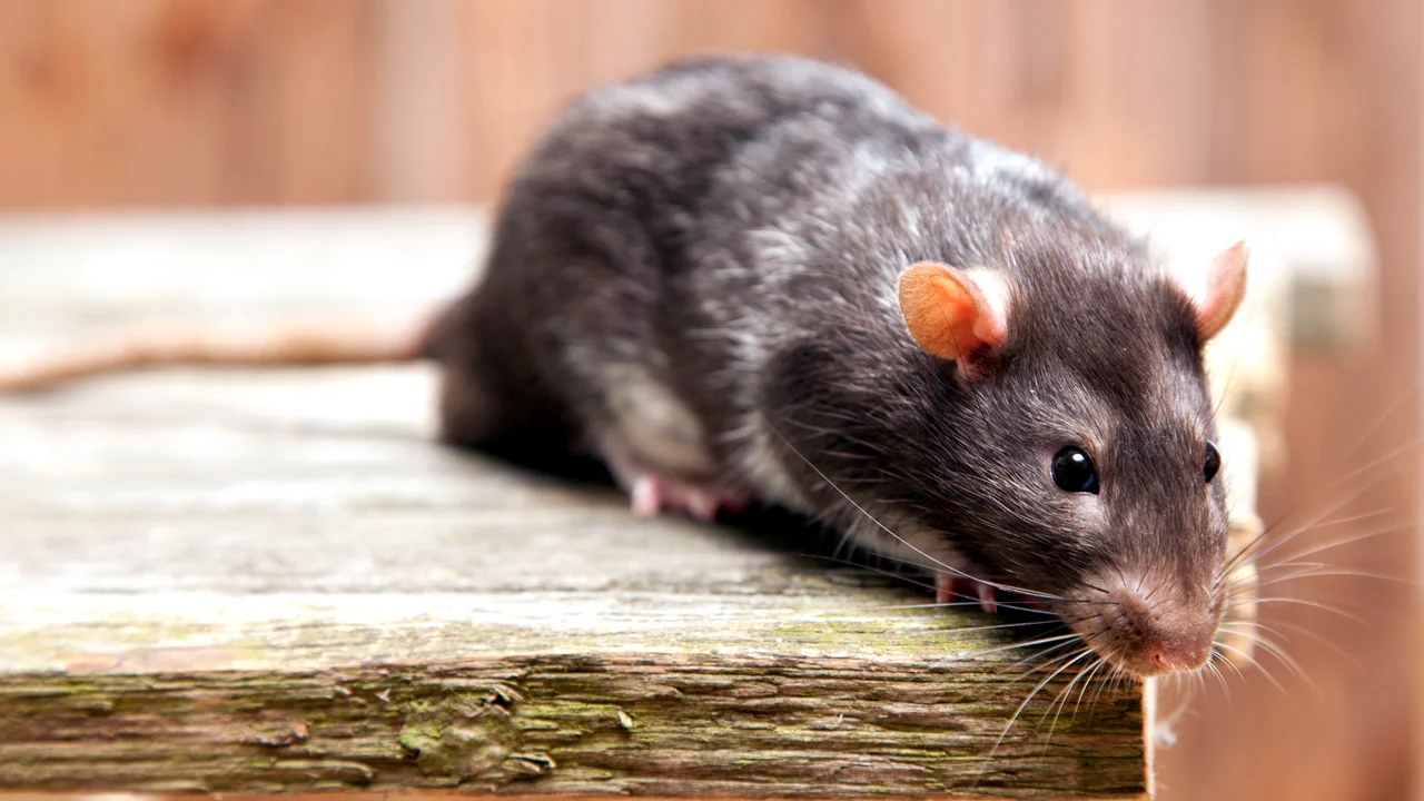 3 formas de acabar com os ratos sem usar venenos nem produtos tóxicos