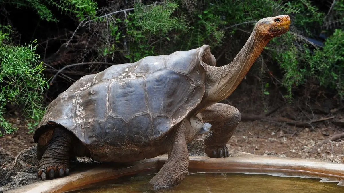Veja como uma tartaruga gigante salvou a sua espécie que estava em extinção