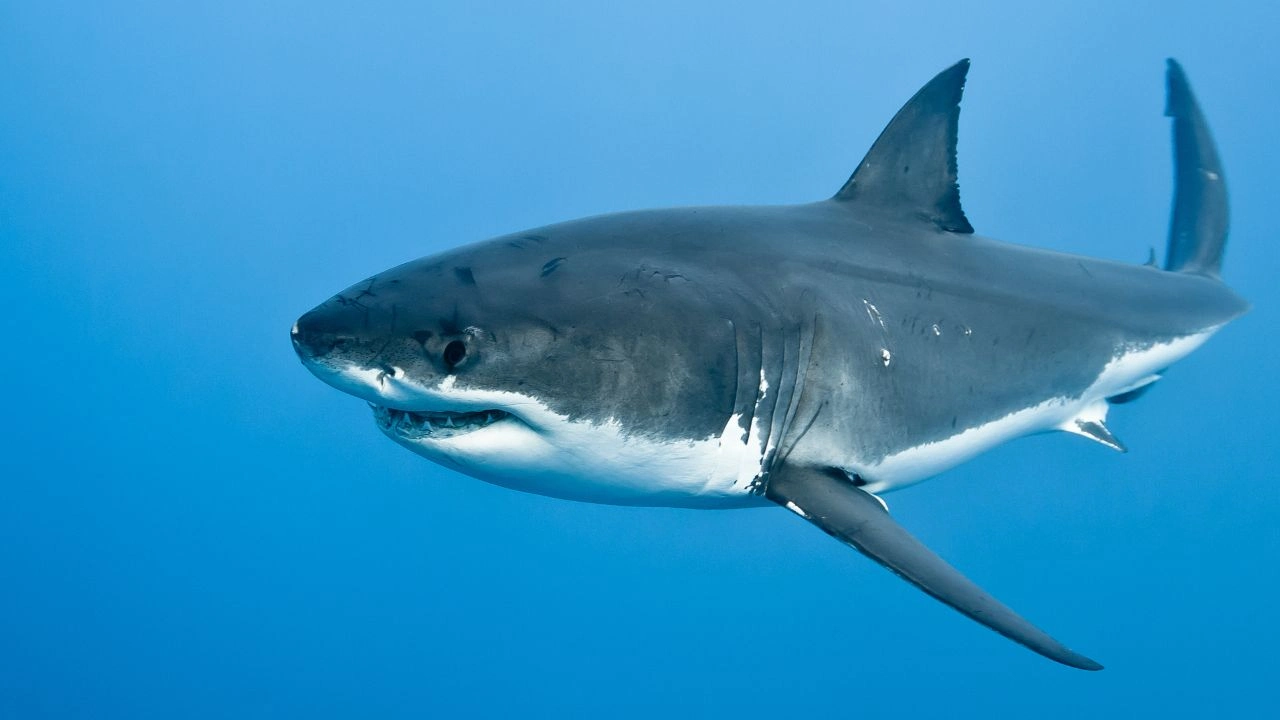 Você sabe por que jamais verá tubarões-brancos em aquários?