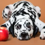 Os cachorros podem ou não podem comer maçã?