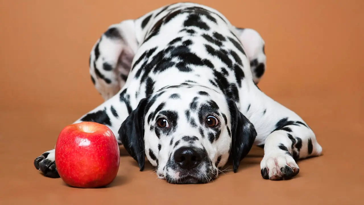 Os cachorros podem ou não podem comer maçã?