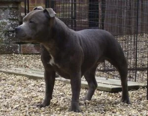 Blue Paul Terrier