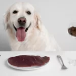 6 comidas que você jamais deve dar a um cão, pois fazem muito MAL