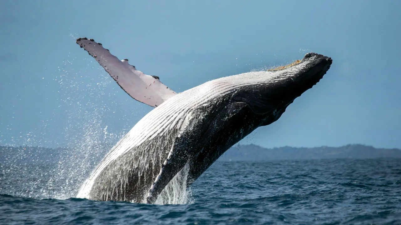 Baleias estão retornando aos mares do Brasil?