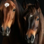 Ilusão de ótica: será que você consegue descobrir qual a cabeça de cada cavalo?