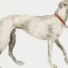 cachorro antigo