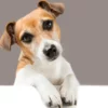 Cachorro com cabeça inclinida.