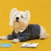 Cachorro com caderno e caneta.