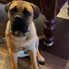 Descubra a estrela de Hollywood que vendeu o seu pet para sobreviver