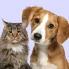 Cachorro e gato.