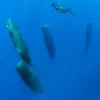 Como baleias e golfinhos descansam sem se afogar