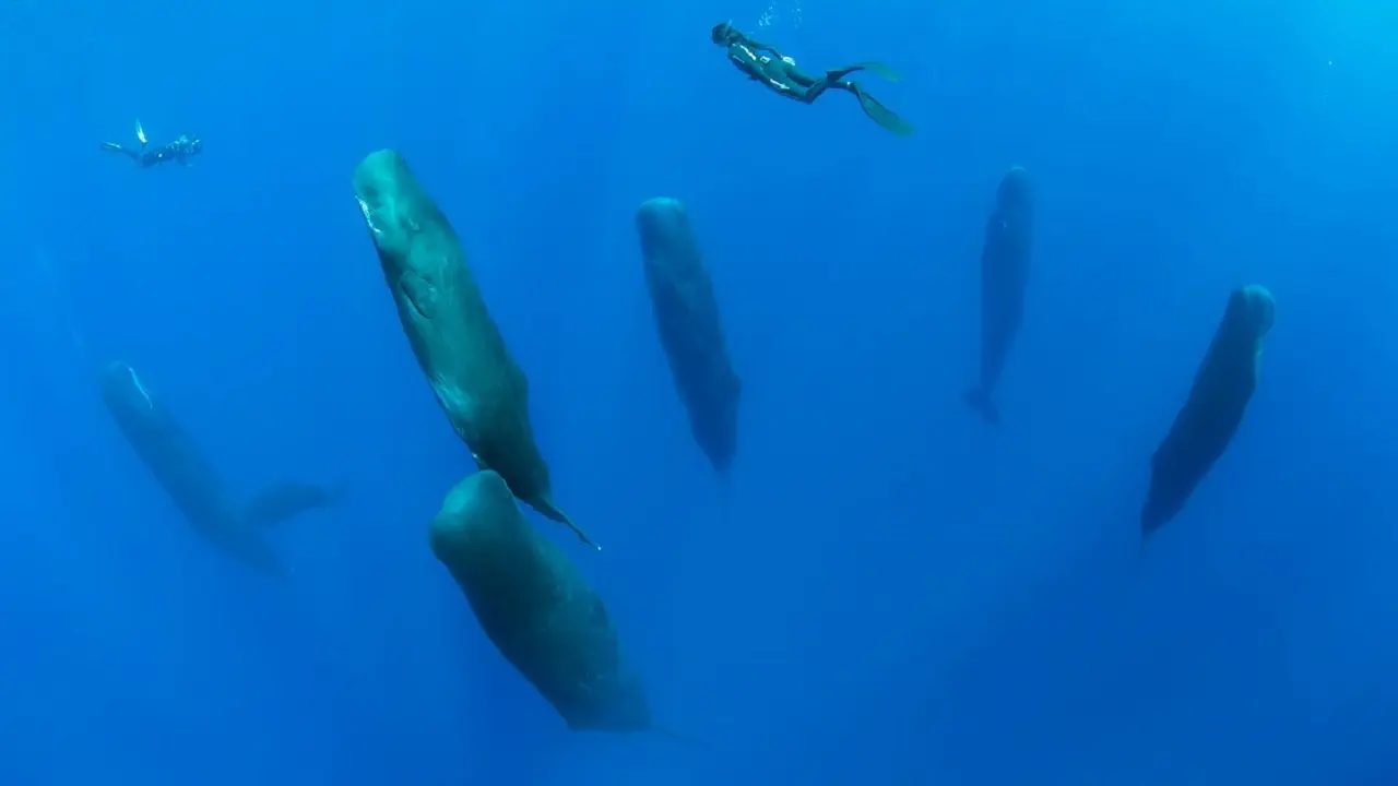 Mistérios do mar: como baleias e golfinhos dormem sem se afogar?