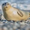 Vagas Abertas para Contagem de Focas em Ilha Isolada