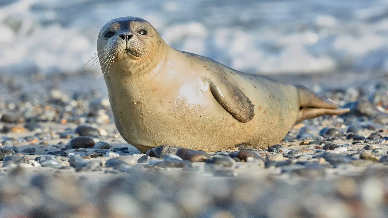 Trabalhe na Natureza: vagas abertas para contagem de focas em ilha remota