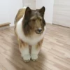 Homem gasta quase R$ 75.000 para se tornar um cachorro