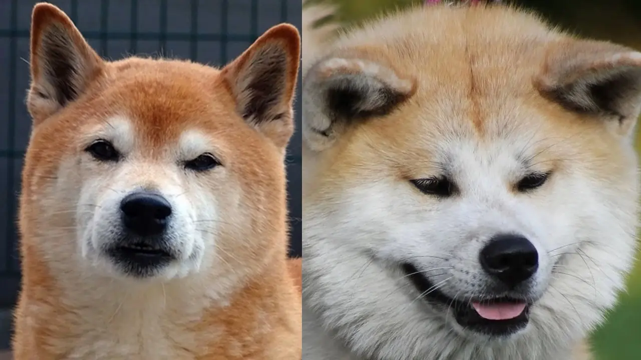 Cães japoneses em destaque: Akita e Shiba Inu, qual é o mais caro?
