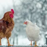 Você sabe qual é a diferença entre a galinha e o frango?