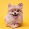 Nomes para cachorros