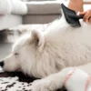 Cachorro peludo.