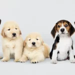 7 raças de cachorros que vivem MUITO tempo, algumas delas chegam a 20 anos