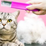 3 dicas fáceis para remover os pelos de gatos das suas roupas
