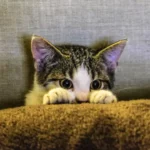 6 comportamentos estranhos dos gatos e o que eles significam