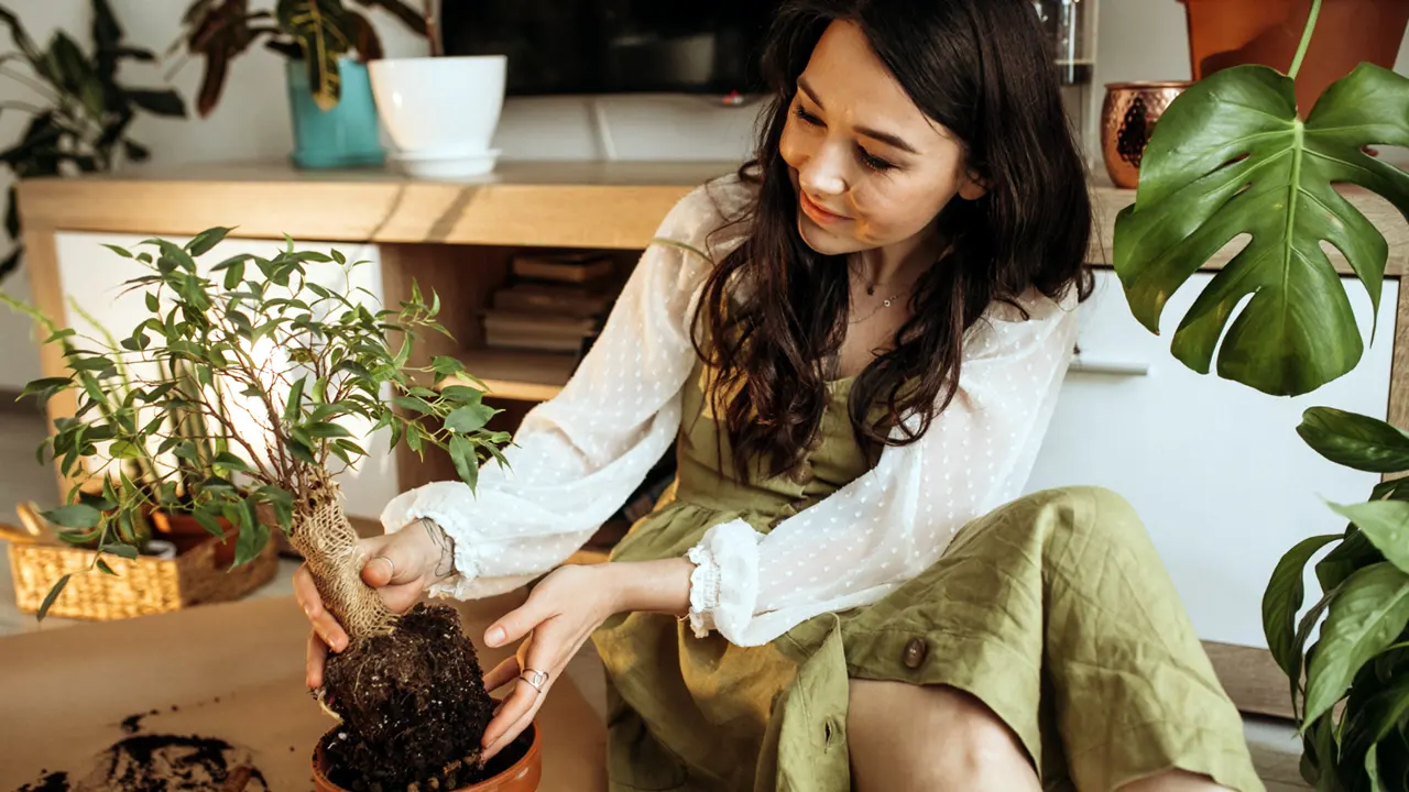 Oásis verde: 10 dicas de ouro para cultivar plantas em apartamentos