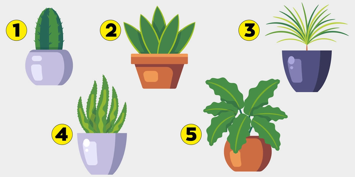 Teste de personalidade com plantas.
