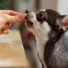 Descubra o jeito mais simples de dar comprimidos ao seu pet: veja as dicas