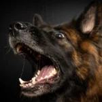 7 comportamentos humanos que deixam os cachorros mais agressivos