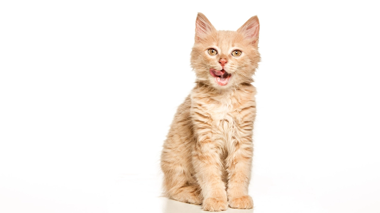 Será que o seu gato está realmente feliz? Descubra com esses sinais