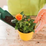 Inove: veja como plantar mini rosas em vasos e deixar a sua casa encantadora