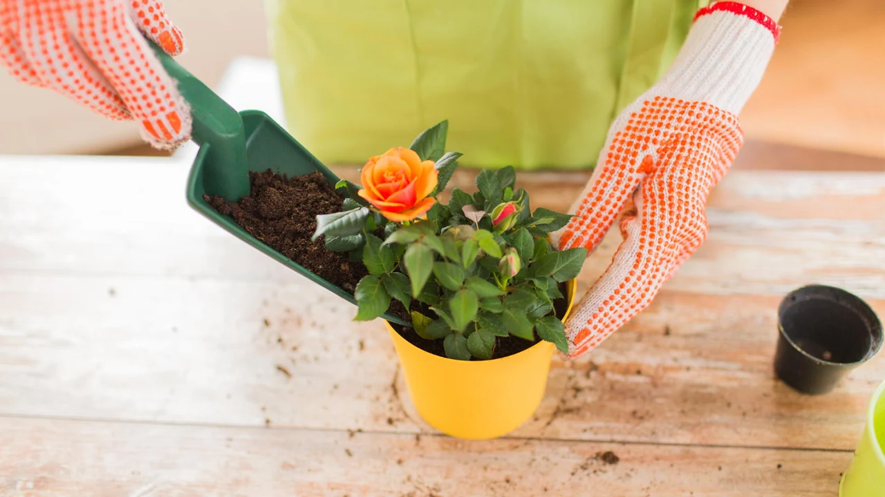 Inove: veja como plantar mini rosas em vasos e deixar a sua casa encantadora