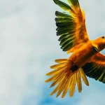 Pássaro extinto há 100 anos é vista voando no céu de Belém