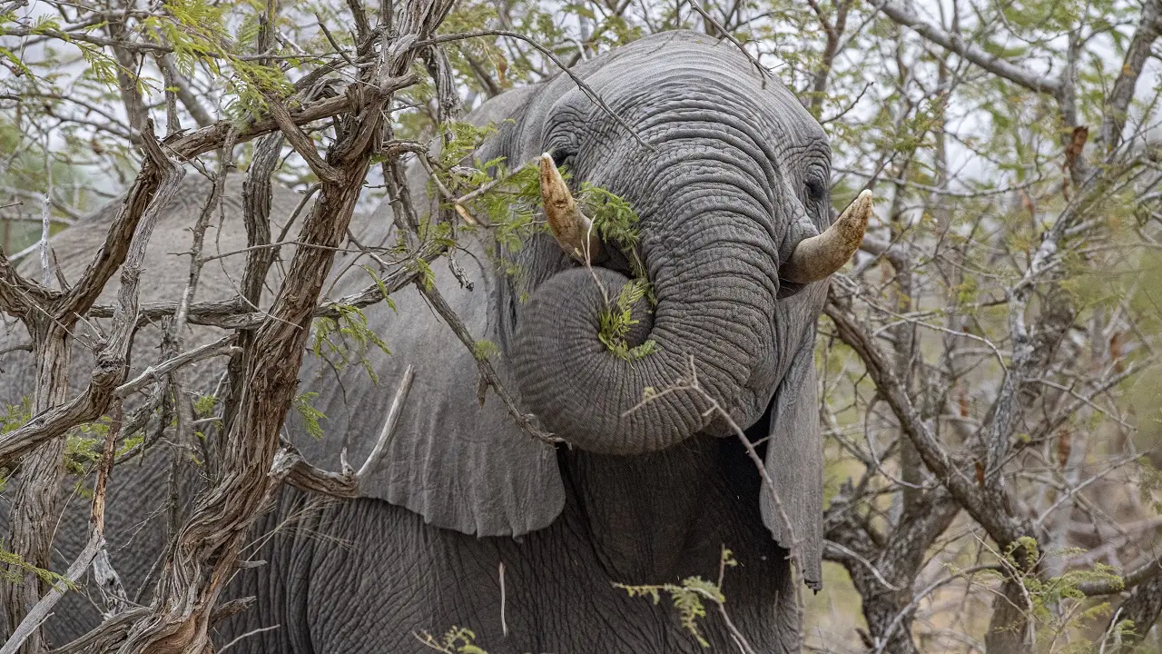 Tudo sobre a “árvore dos elefantes” que produze o licor de Marula