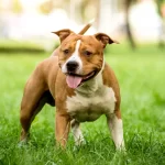 Saiba quais são as 7 raças de cachorro proibidas no Brasil