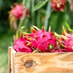 Como cultivar pitaya em casa? Agrônomo mostra seus benefícios