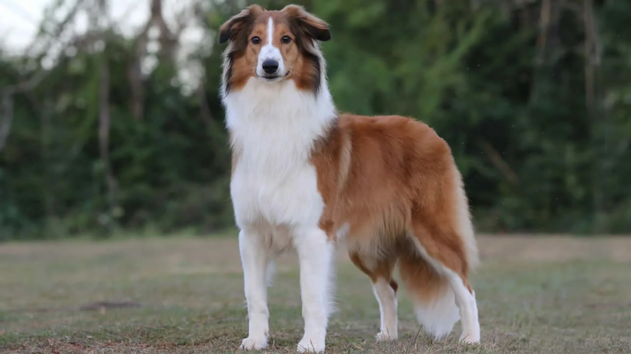 Ovelheiro gaúcho, raças de cães brasileiras.