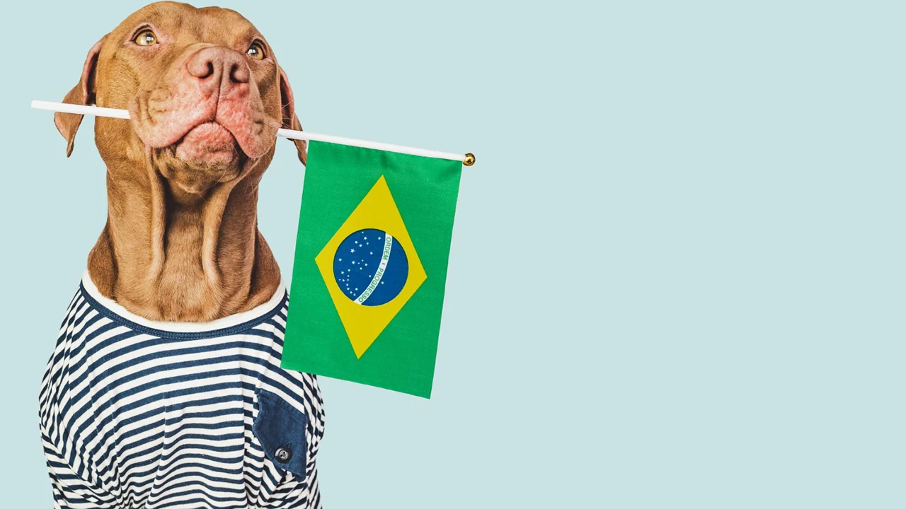 4 raças de cães brasileiras lindas e que você ainda não conhecia