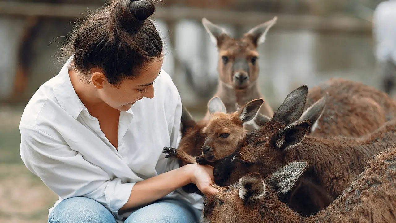 cangurus na Austrália