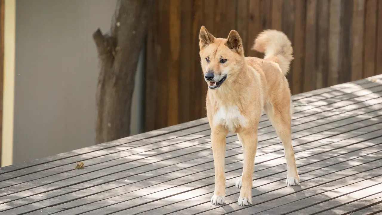 Dingo australiano