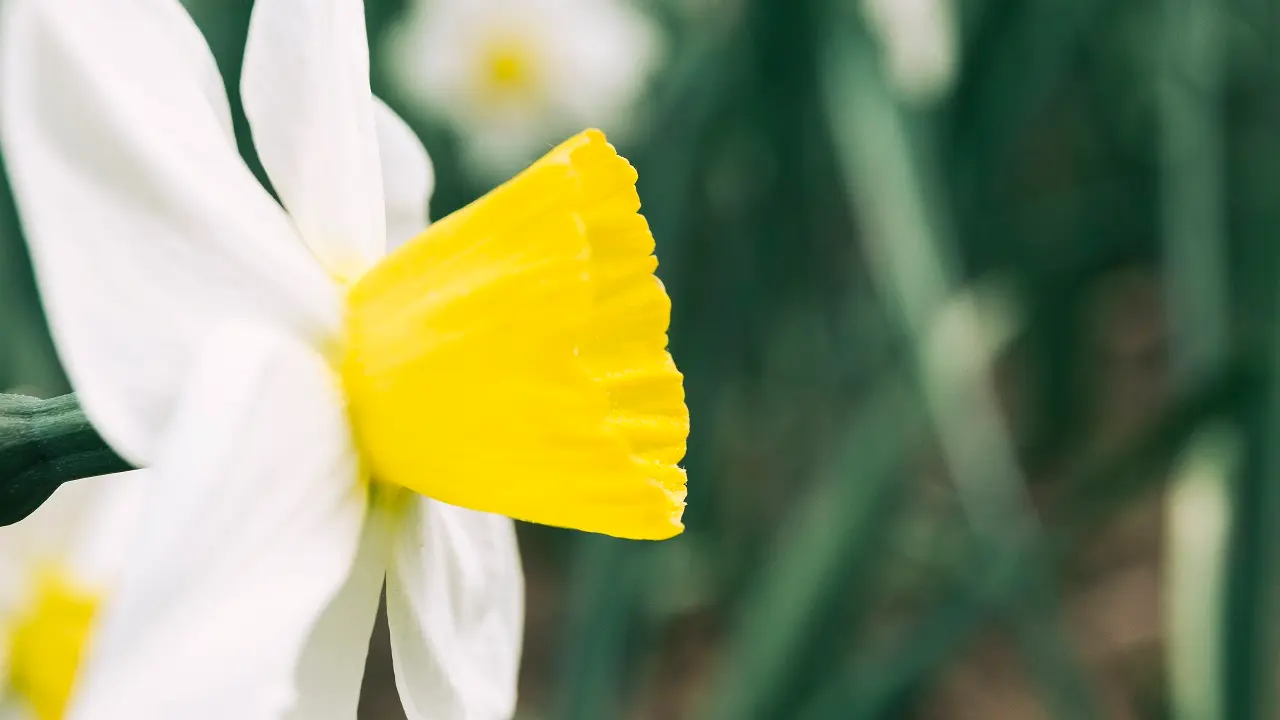 A flor Narciso