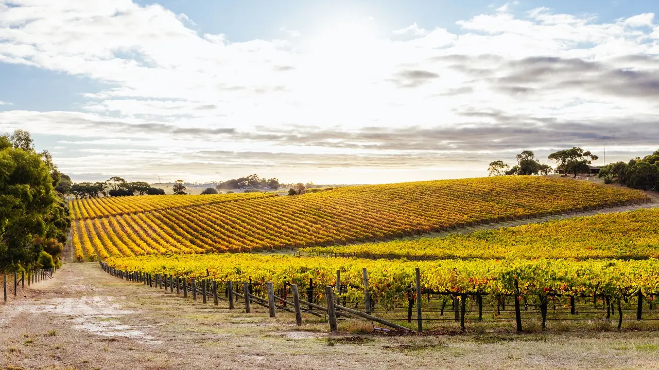 região vinícola de Mclaren Vale, na Austrália do Sul