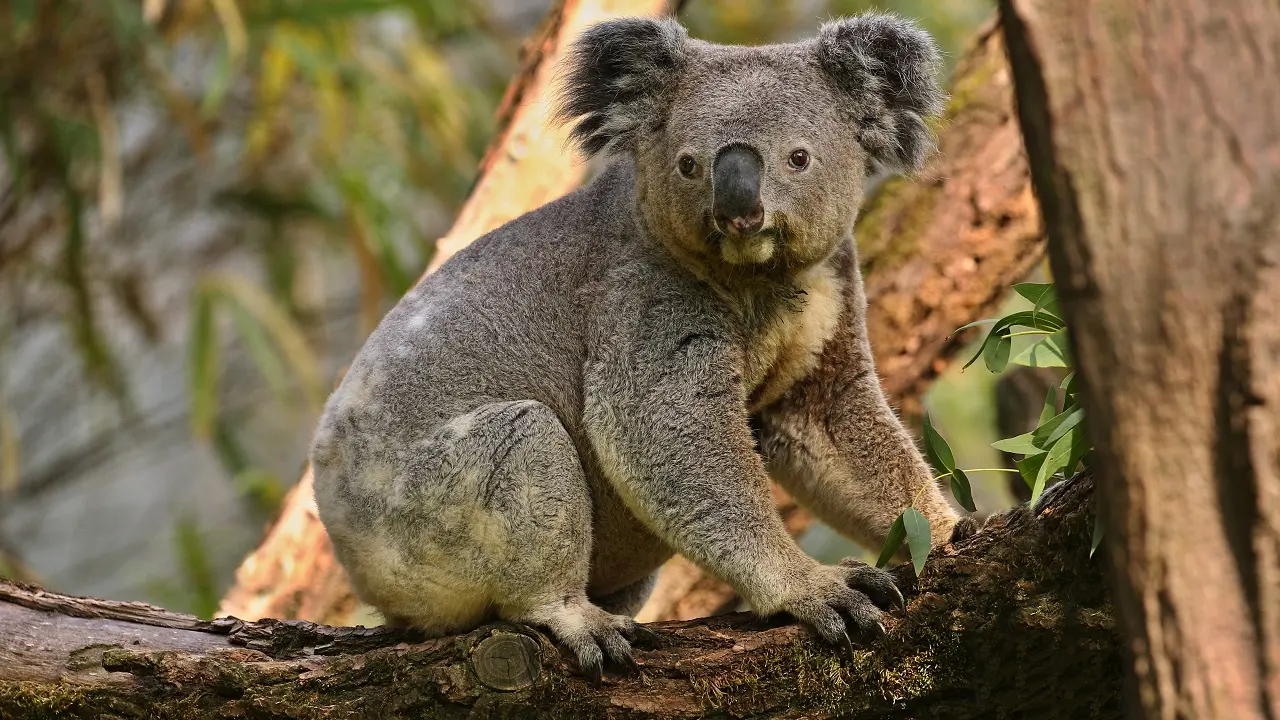 Fauna única da Australia